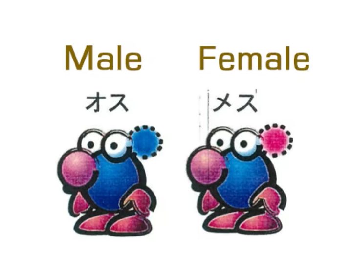 The original designs for Pikmin