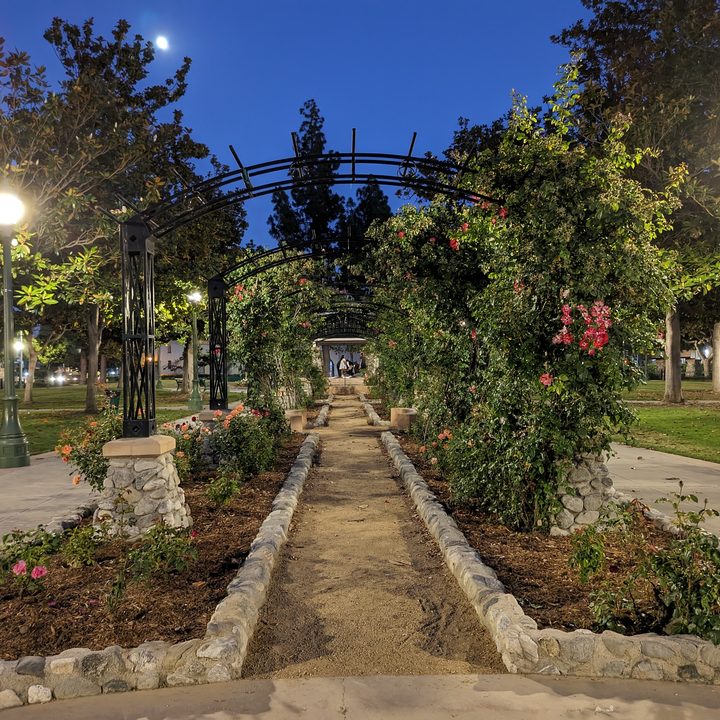 Rose Garden Night Sight taken with Google Pixel Fold.