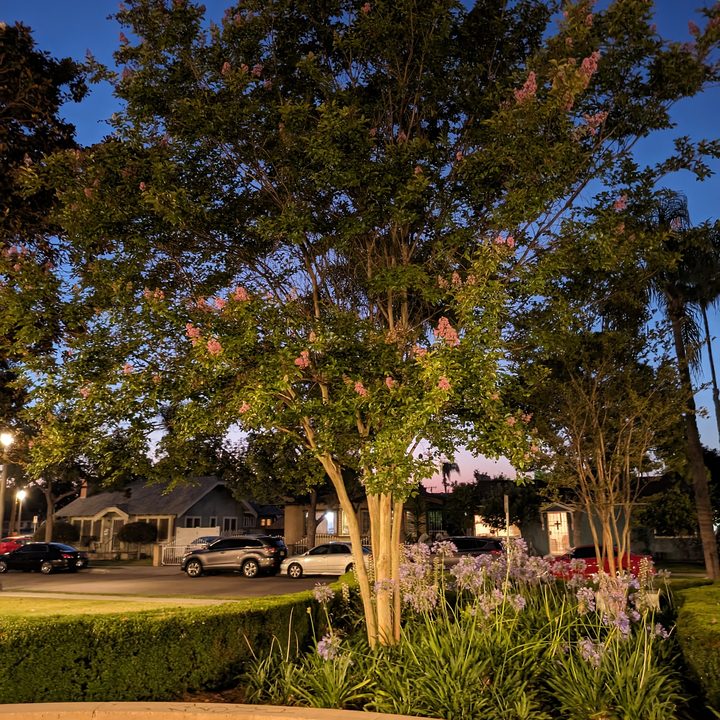 Tree at park Night Sight taken with Google Pixel Fold.