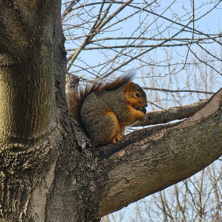 Photo of a squirrel eating a nut in a tree, taken with the Galaxy S23 Ultra.