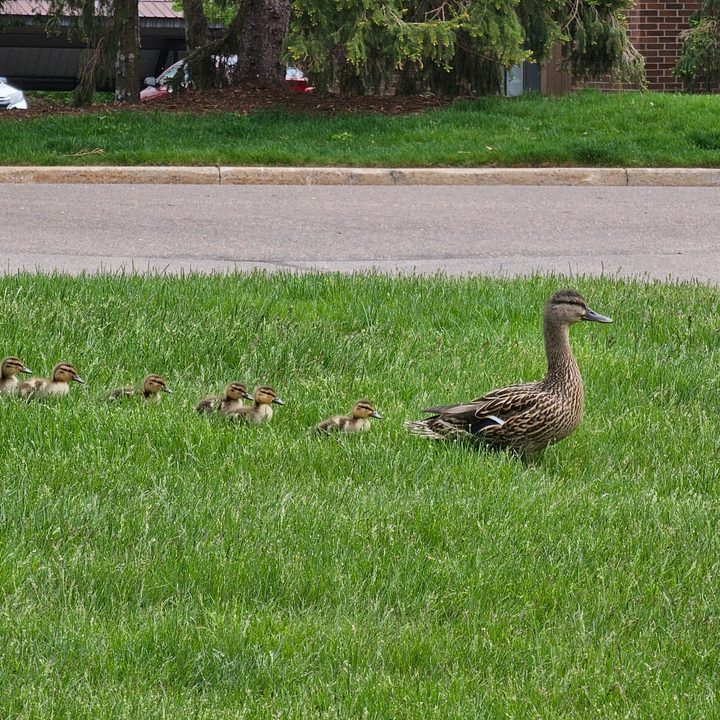 Photo of a duck and her babies, taken with the Galaxy S23 Ultra.