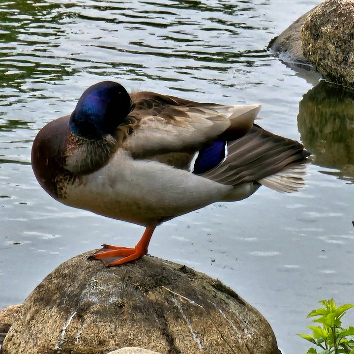 Photo of a duck standing on a rock, taken with the Galaxy S23 Ultra.