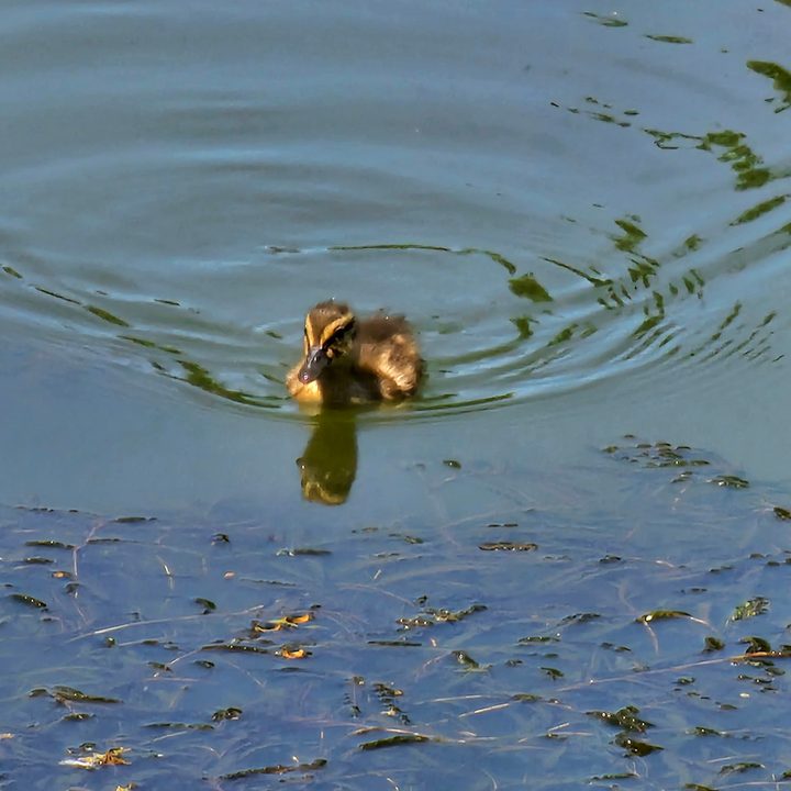 Photo of a baby duck in a pond, taken with the Galaxy S23 Ultra.