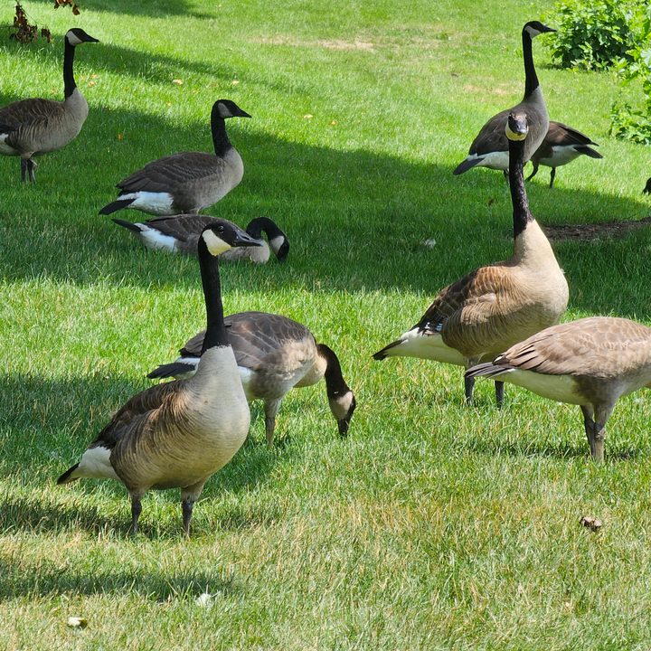 Photo of geese on a hill, taken with the Galaxy S23 Ultra.