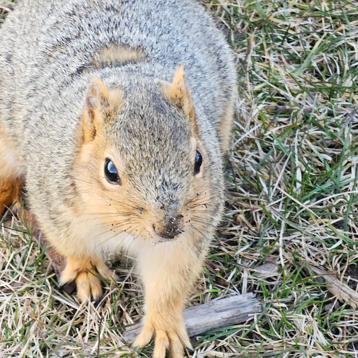 Close-up photo of a squirrel, taken with the Galaxy S23 Ultra.