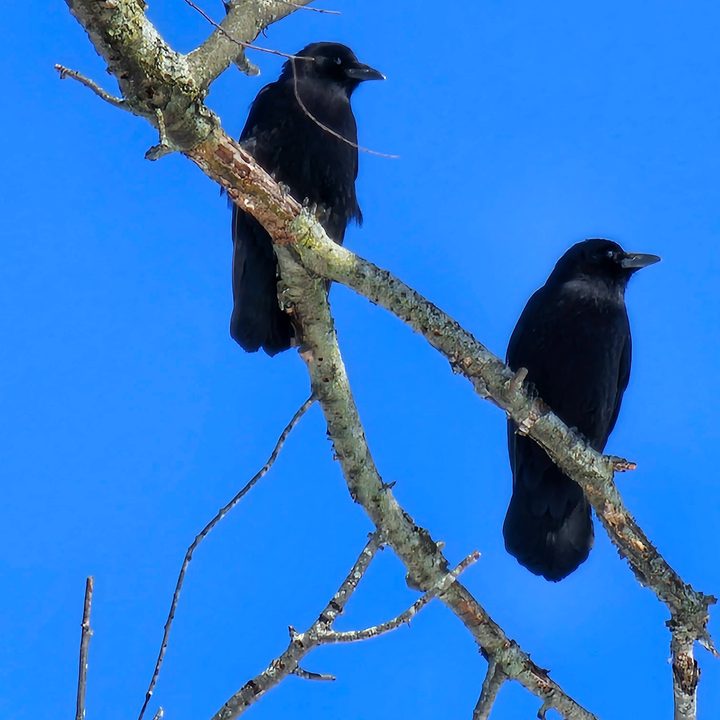 Photo of two black birds against a blue sky, taken with the Galaxy S23 Ultra.