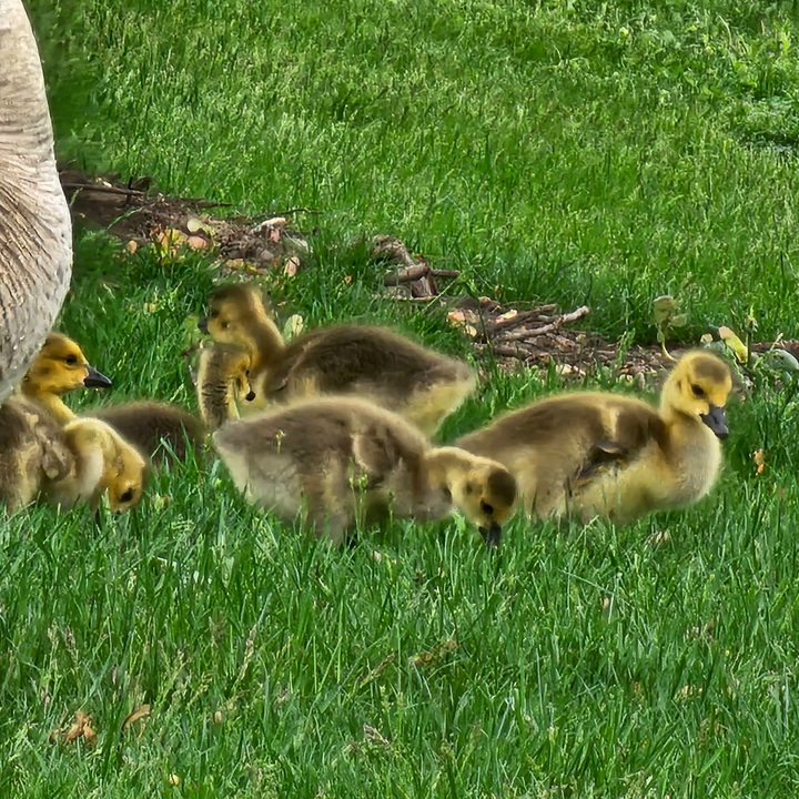 Photo of baby geese, taken with the Galaxy S23 Ultra.