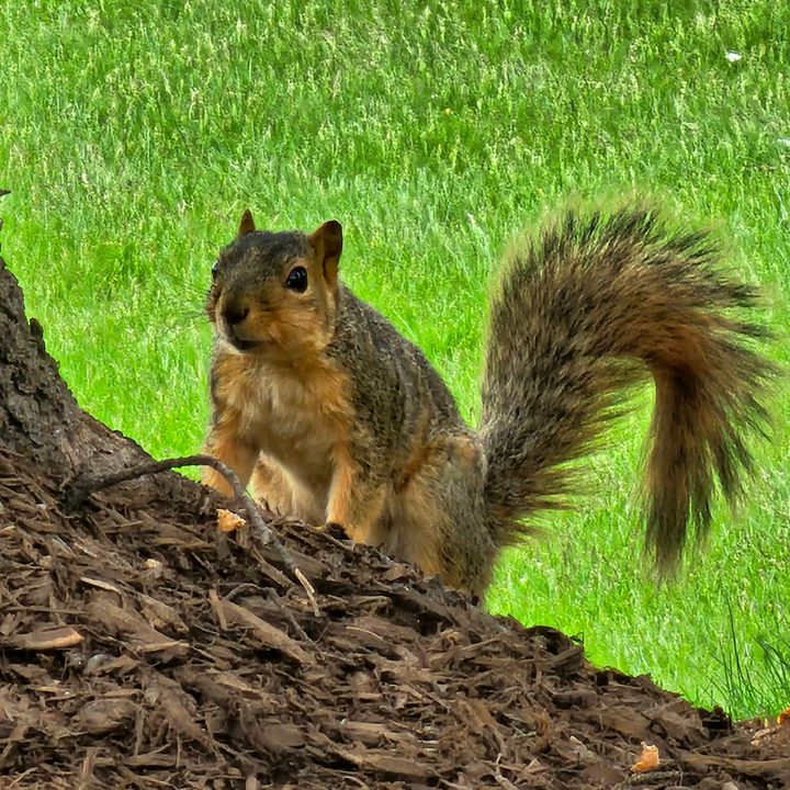 Photo of a squirrel by a tree trunk, taken with the Galaxy S23 Ultra.