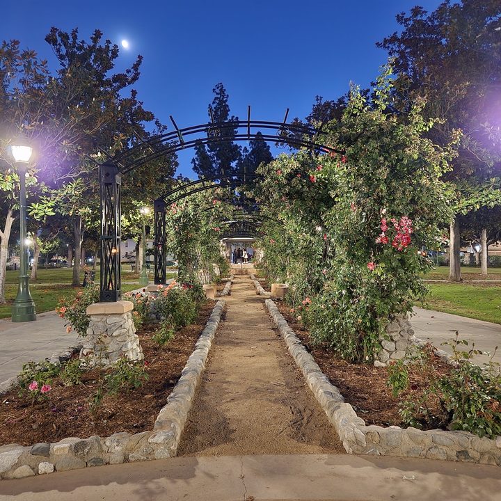 Rose garden Night Sight taken with Samsung Galaxy Z Fold 4.