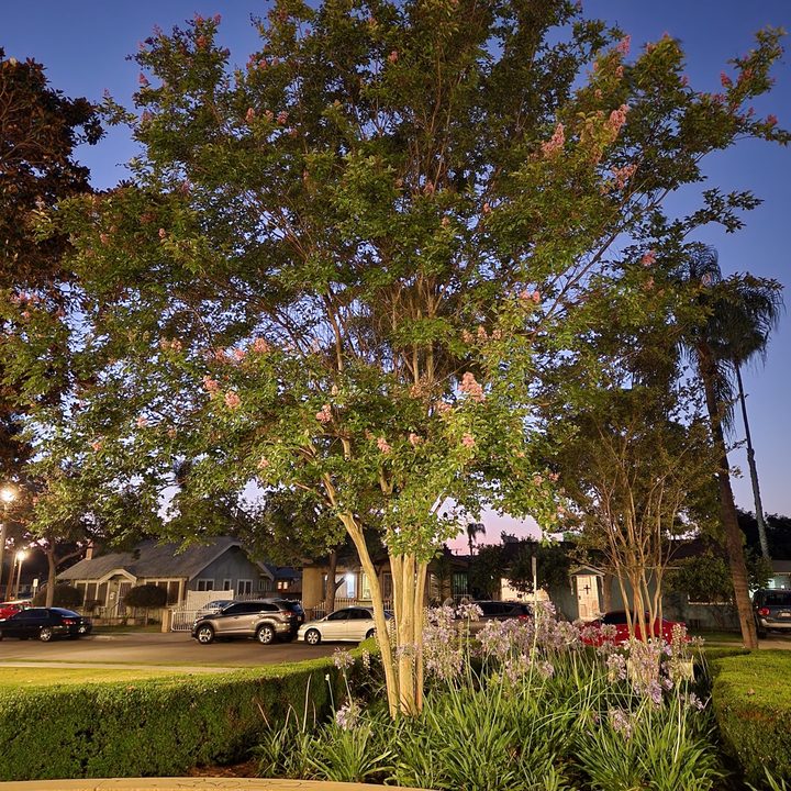 Tree at park Night Sight taken with Samsung Galaxy Z Fold 4.