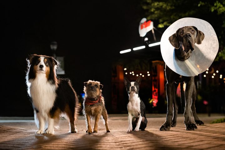 Maggie, Reggie, Bug, and Hunter stand outside at night together in Strays.