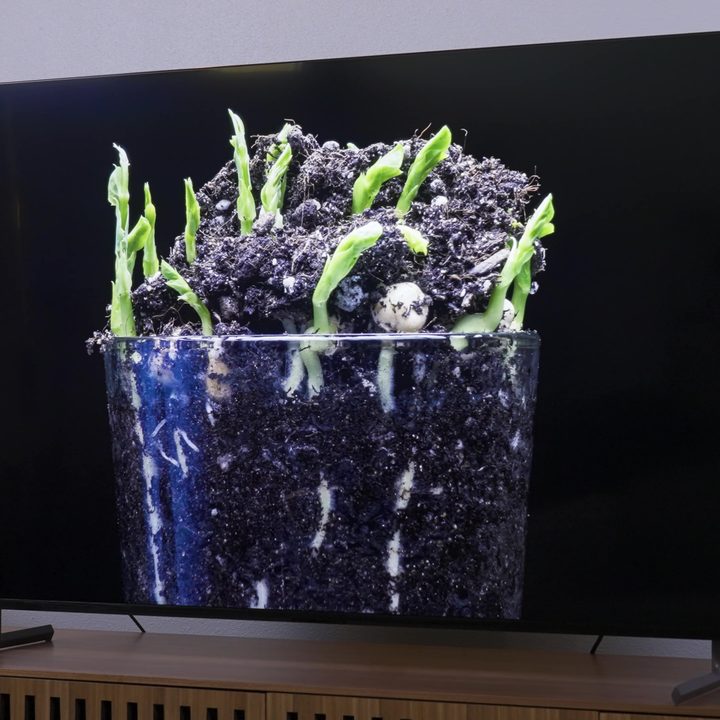 Green plant shoots push up through dirt in a clear vessel seen on a Sony X90L.
