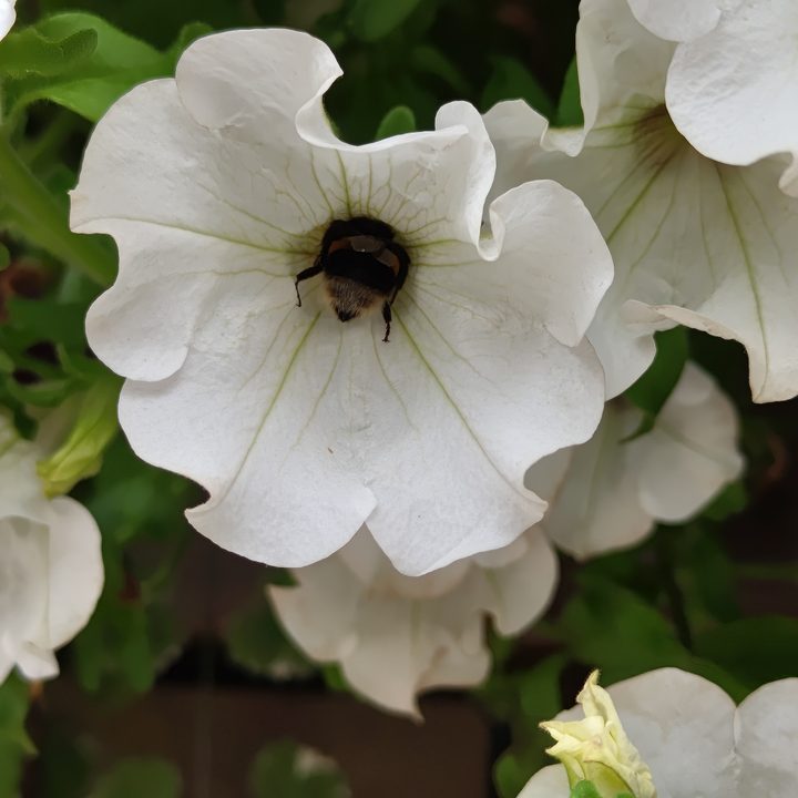 A main camera photo taken by the Nothing Phone 2.