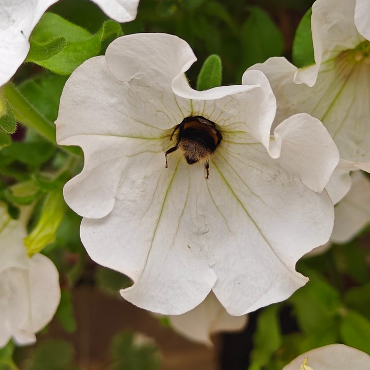A main camera photo taken by the OnePlus 11.