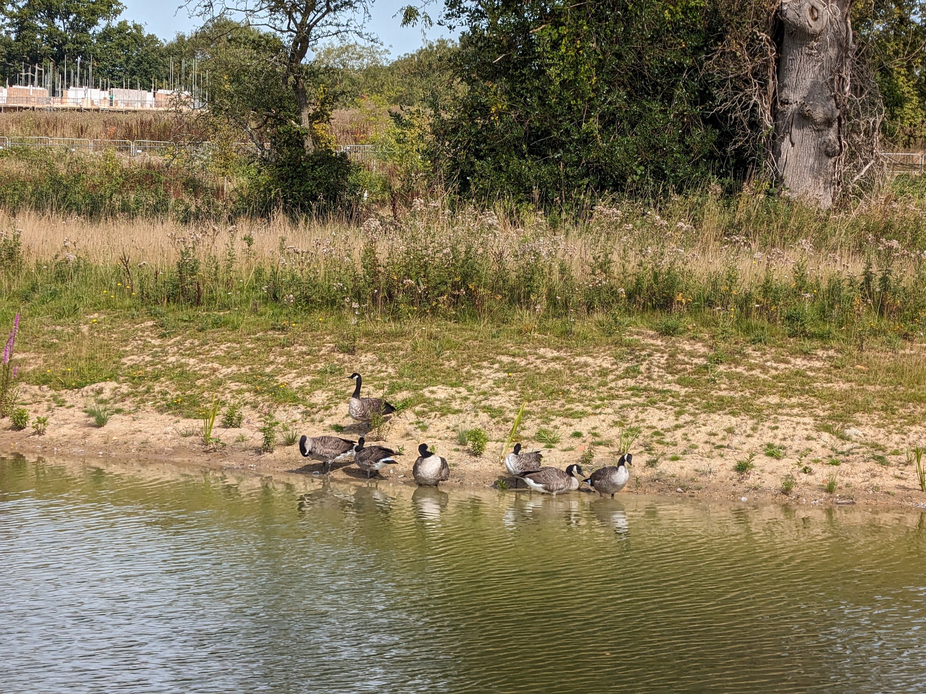 A photo taken with the Google Pixel Fold's 5x zoom camera.