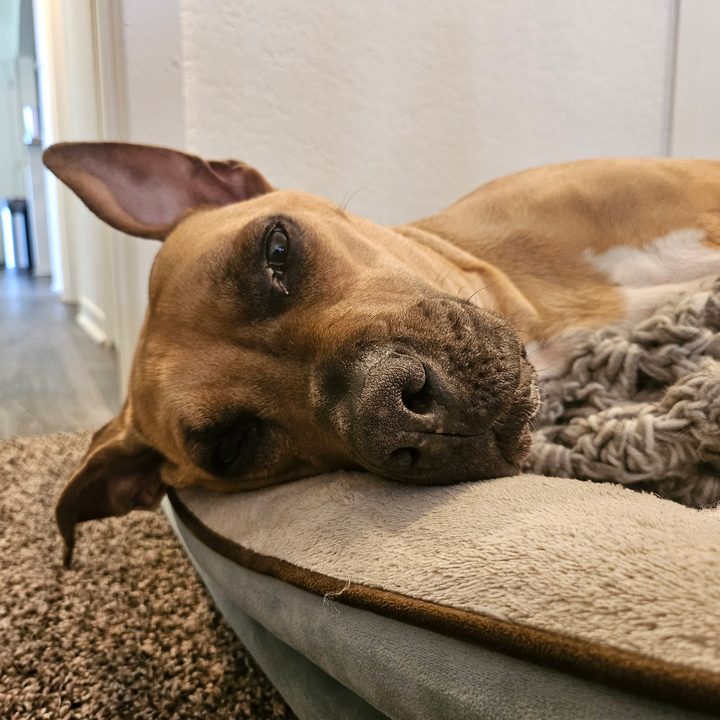 A photo from the Samsung Galaxy Z Flip 5, showing a dog laying in his bed.