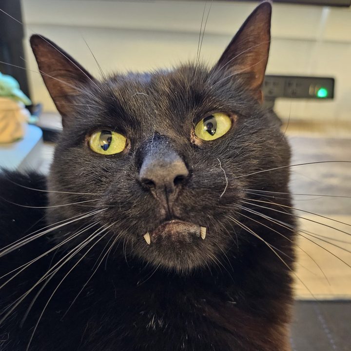 A photo from the Samsung Galaxy Z Flip 5, showing a close-up of a black cat.