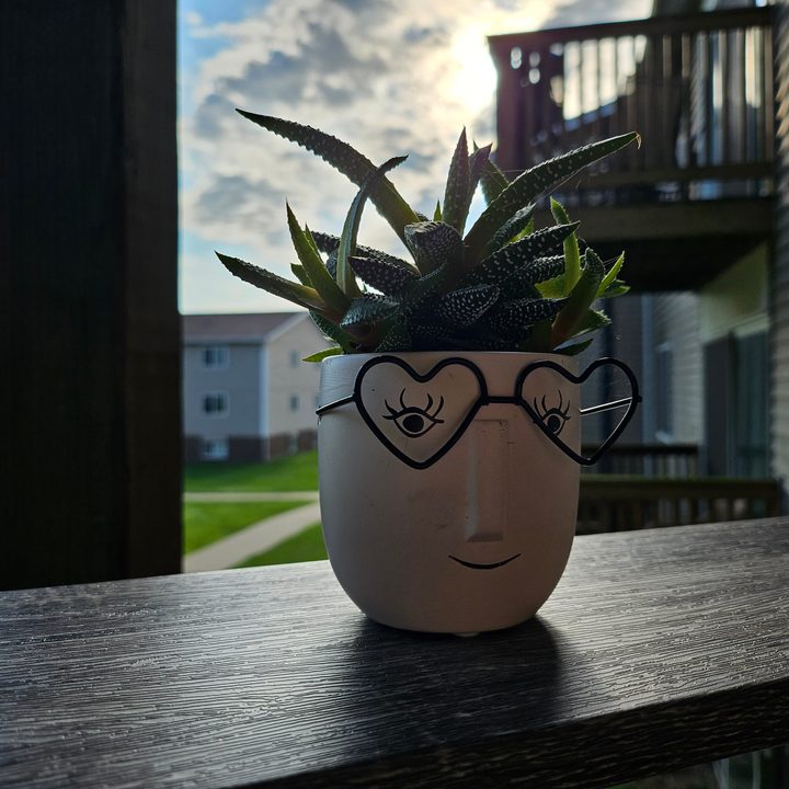A photo from the Samsung Galaxy Z Flip 5, showing a succulent in a pot with glasses.