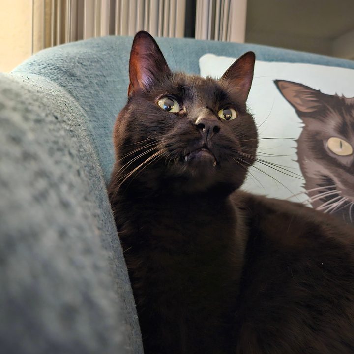 A photo from the Samsung Galaxy Z Flip 5, showing a black cat on a blue chair.