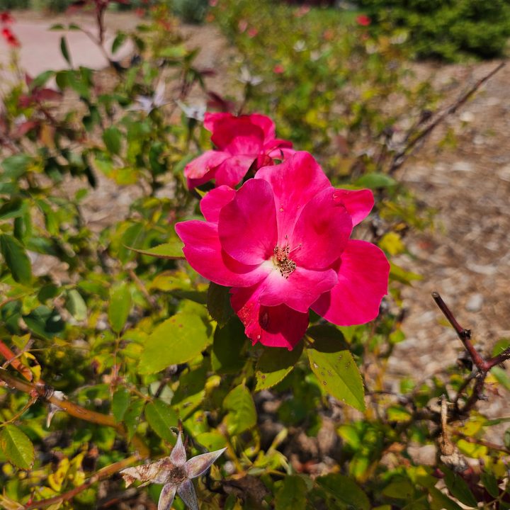 A photo from the Samsung Galaxy Z Flip 5, showing a very bright red/pink flower.
