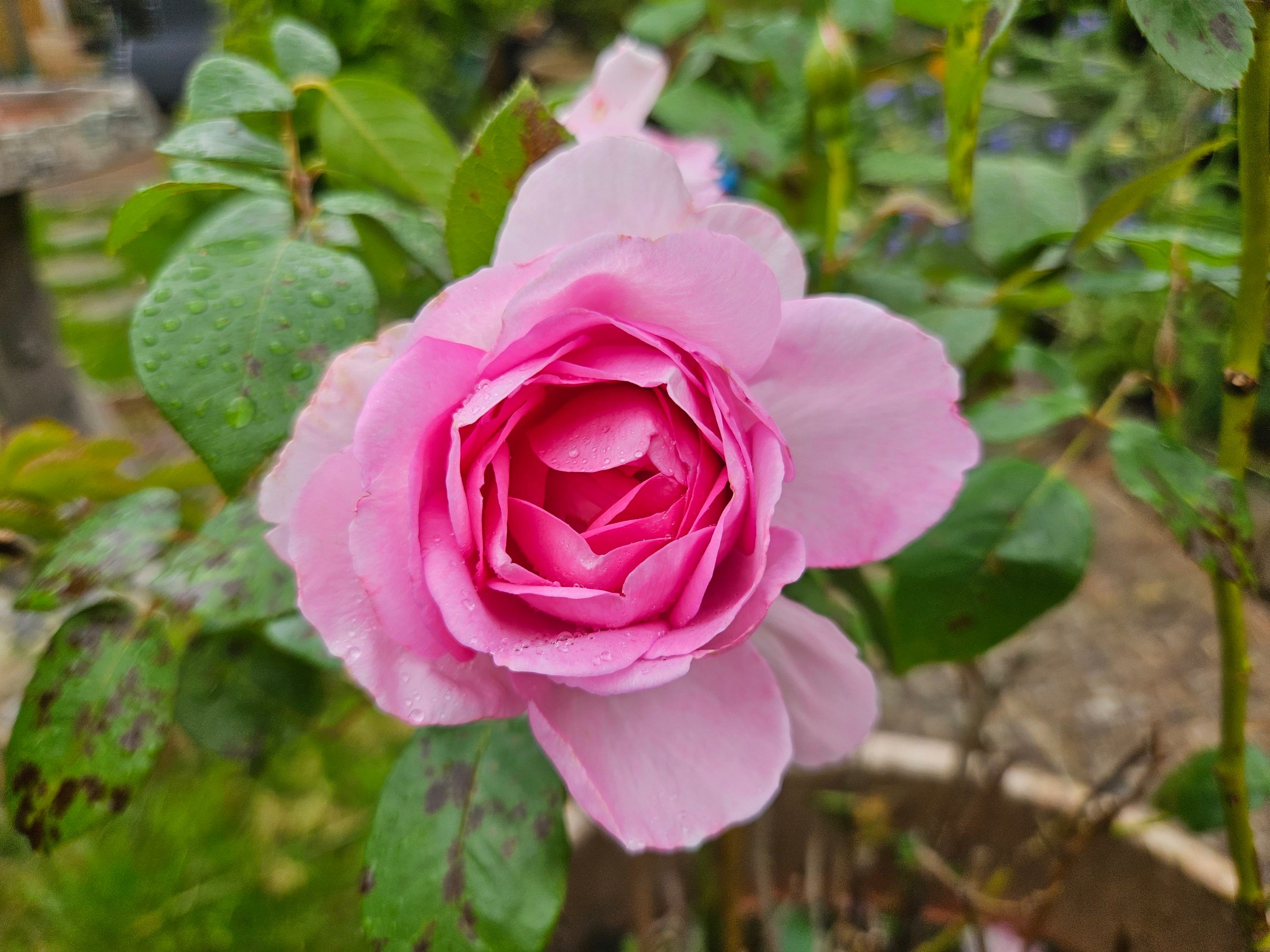 A photo taken with the Samsung Galaxy Z Fold 5's main camera.