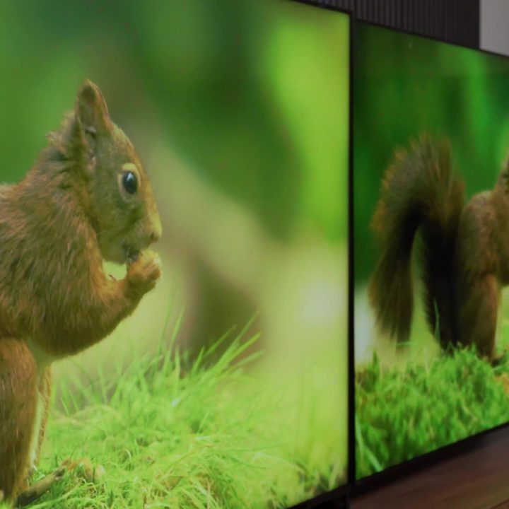 A side-by-side comparison of a scene of a squirrel in a forrest viewed at an extreme-off angle on the Sony Bravia X95L vs TCL QM8.