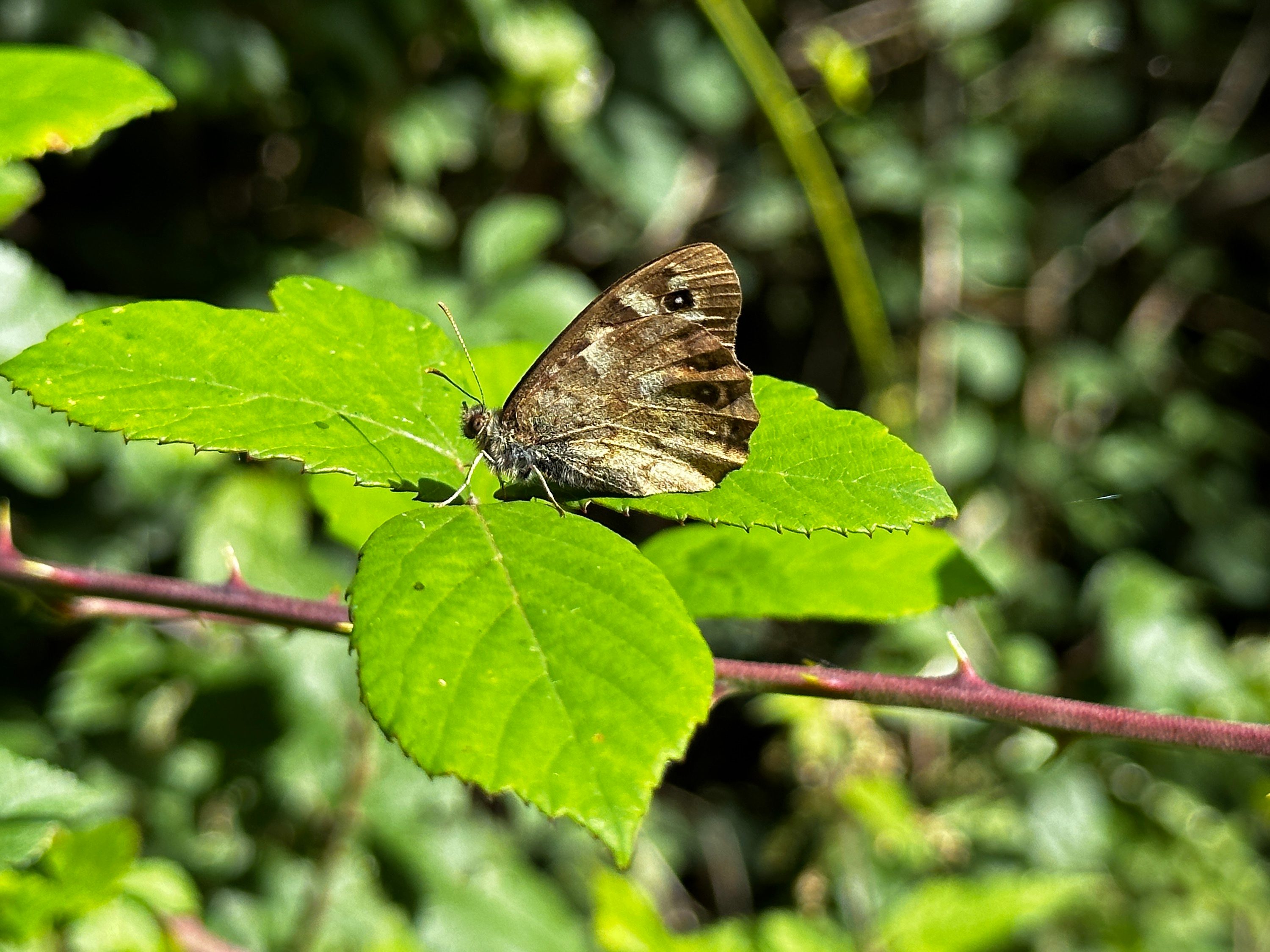 A 3x zoom photo taken with the Apple iPhone 14 Pro.