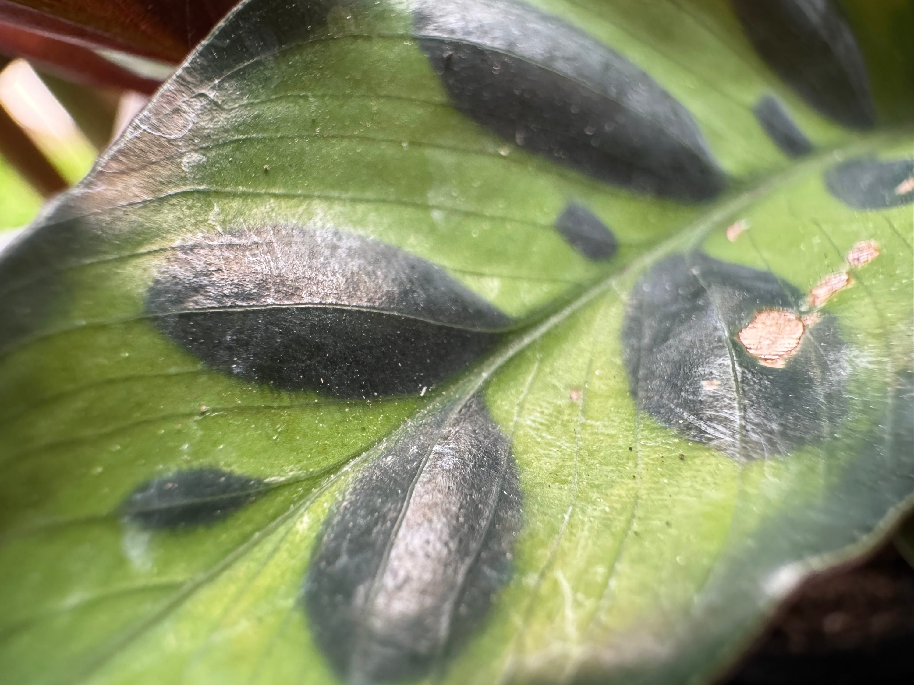 Macro photo of a leaf, taken with the iPhone 15 Pro Max.