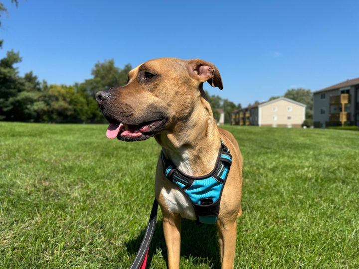Portrait photo of a pit bull and boxer mix, taken with the iPhone 15 Pro Max.