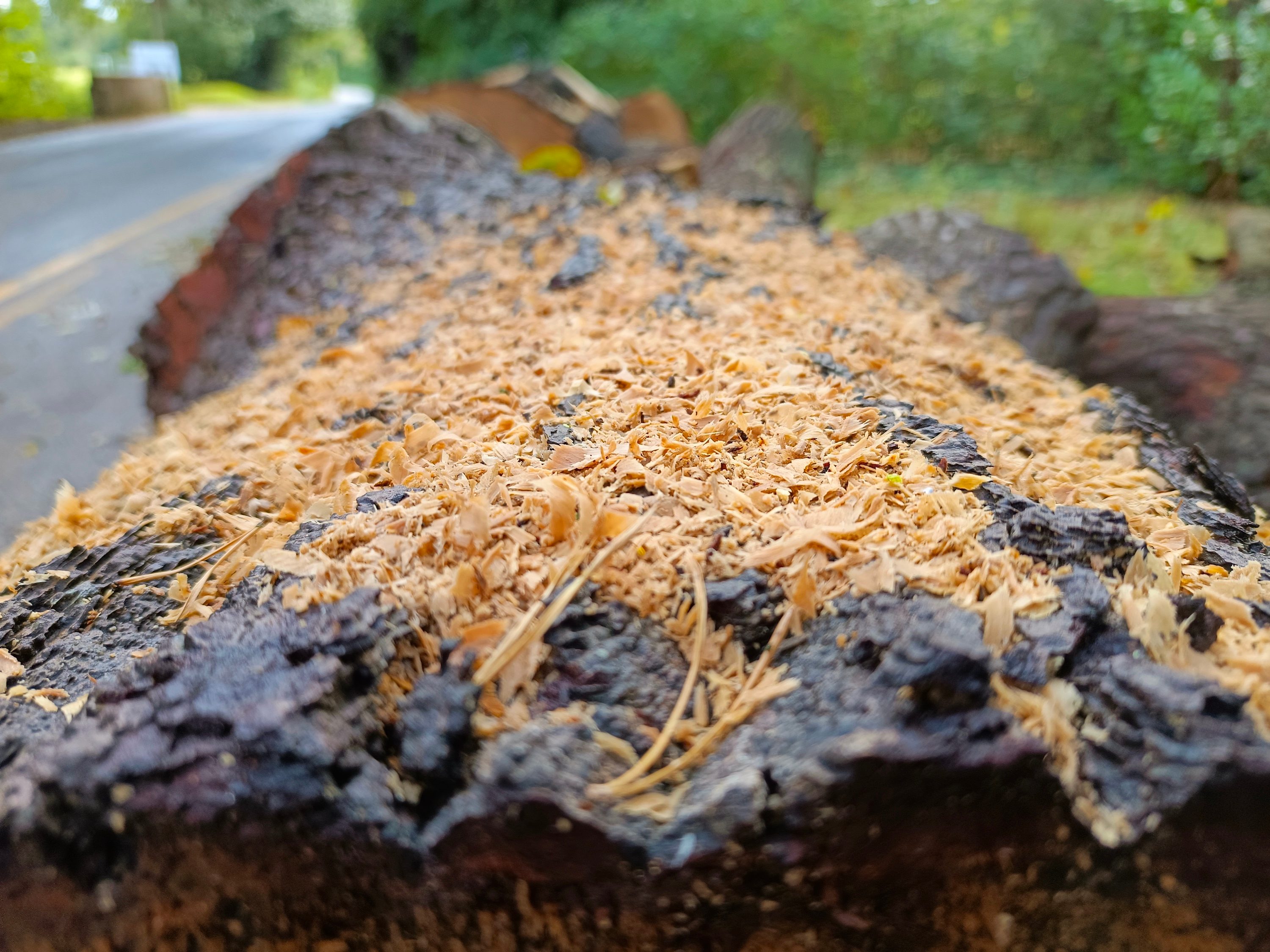 A photo taken with the Tecno Phantom V Flip's main camera.