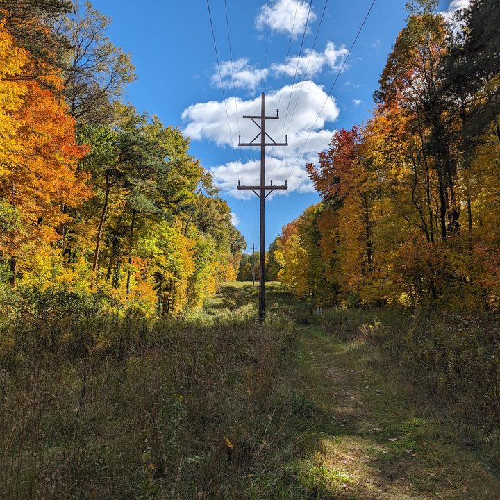 A photo of trees with fall-colored leaves, taken with the Google Pixel 8 Pro.