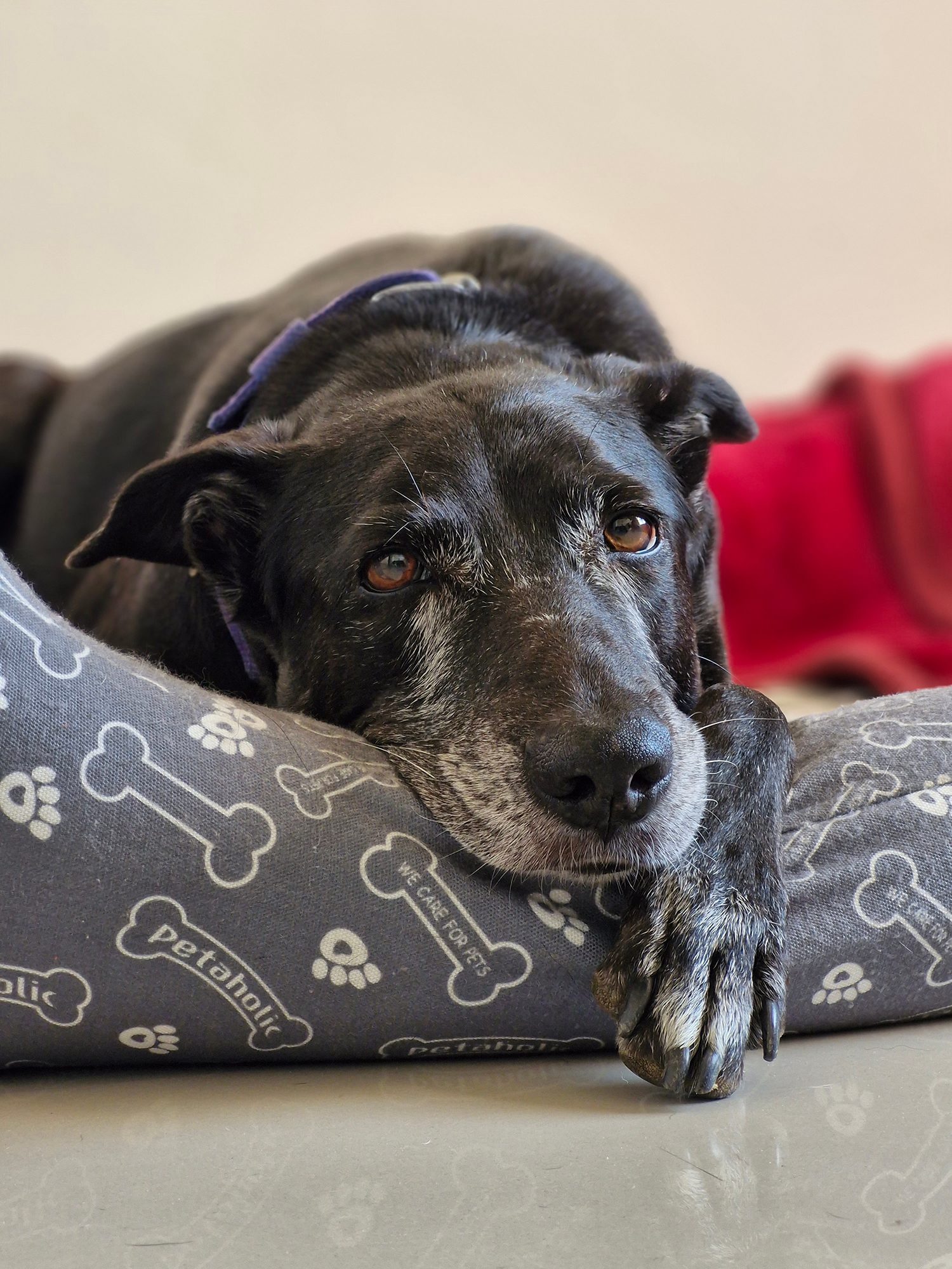 Portrait of a black dog sitting in its bed photographed with the Samsung Galaxy S23 FE.