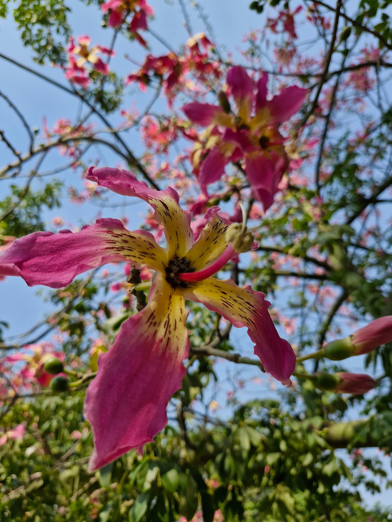 Pink and yellow flower on a tree photographed with the Samsung Galaxy S23 FE.