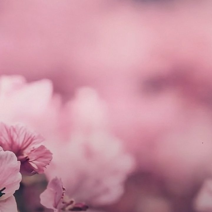 Google Pixel 8 Pro AI generated wallpaper soft-focus of pink azaleas.