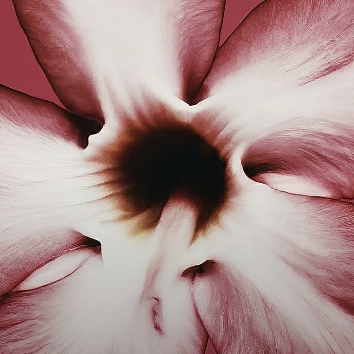 Google Pixel 8 Pro AI generated wallpaper translucent of pink desert rose.