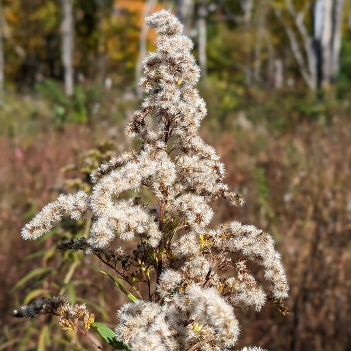 A close-up photo of a plant, taken with the Google Pixel 8 Pro.