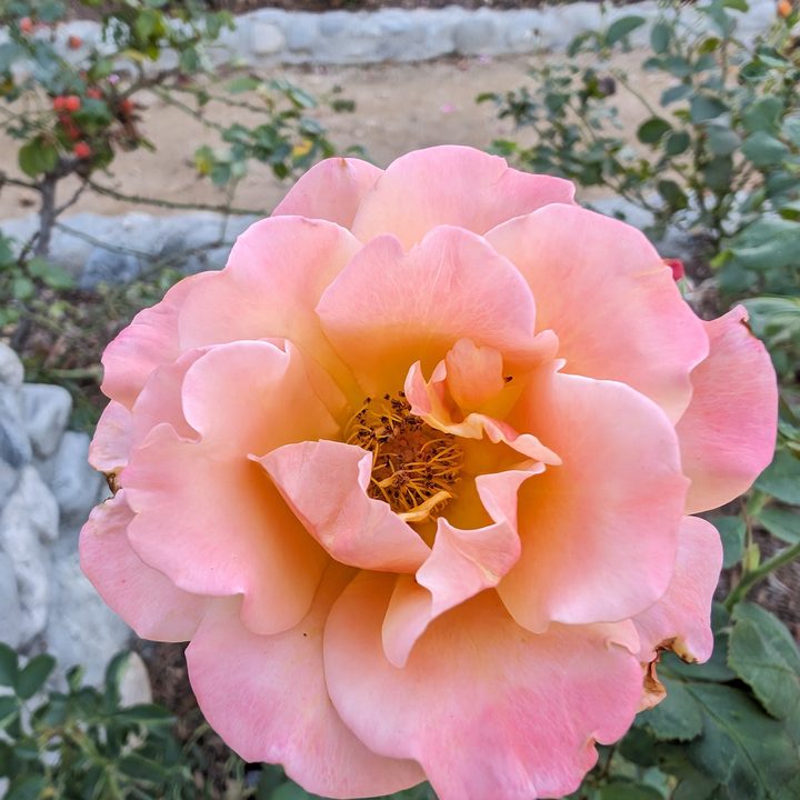 Flower closeup taken with Google Pixel 8 Pro main camera.