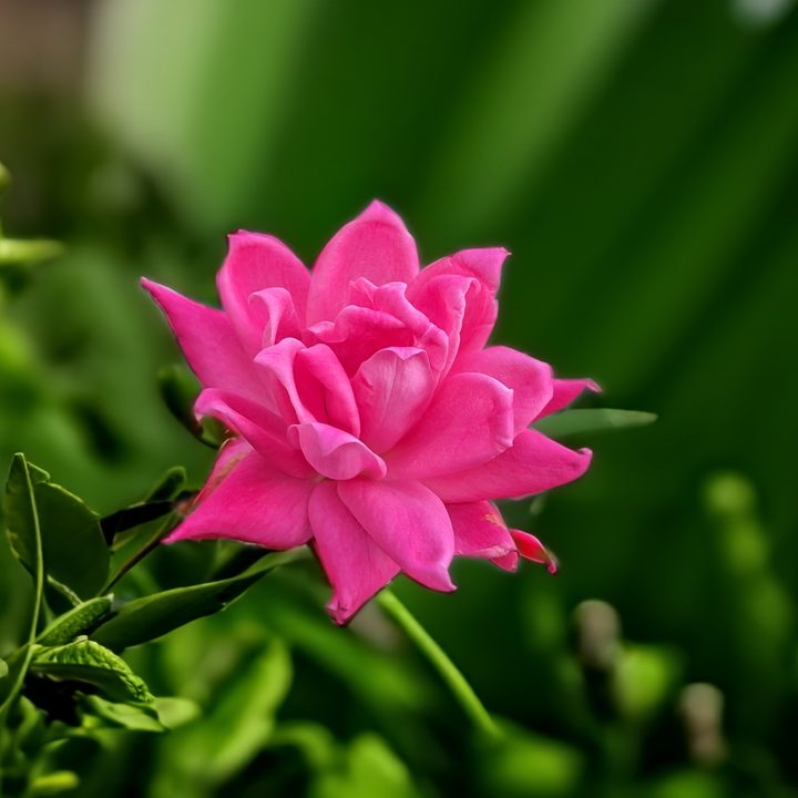 Photo of a pink flower, taken with the Google Pixel 8 Pro.