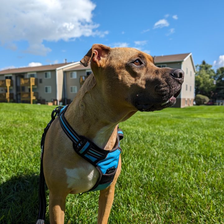 Photo of a dog standing outside on a sunny day, taken with the Google Pixel 8 Pro.