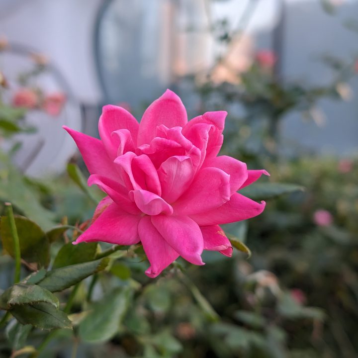Photo of a pink flower, taken with the Google Pixel 8 Pro.