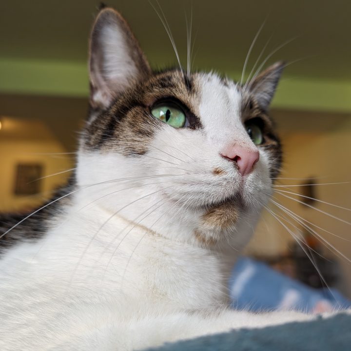 Up close photo of a white and brown cat, taken with the Google Pixel 8 Pro.