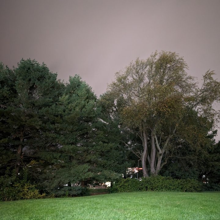 google pixel 8 pro review main camera sample trees night