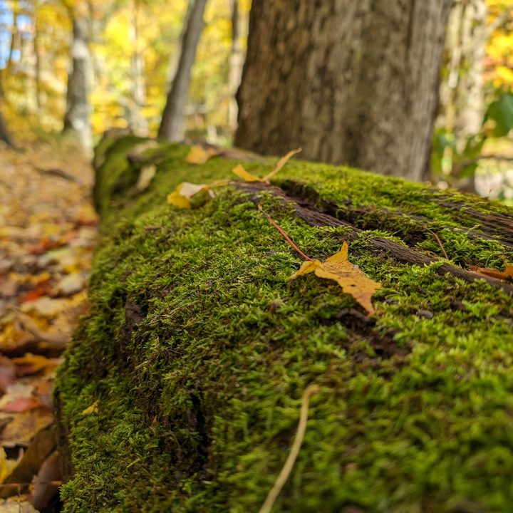 A close-up photo of a downed mossy tree, taken with the Google Pixel 8 Pro.