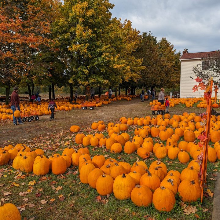A photo of a pumpkin patch, taken with the Google Pixel 8 Pro.