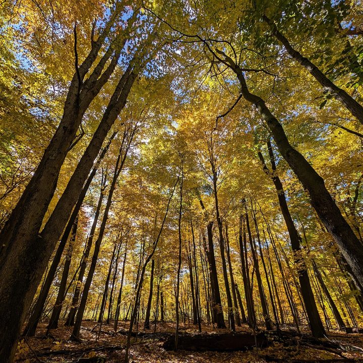 A photo of many tall trees with yellow leaves, taken with the Google Pixel 8 Pro.