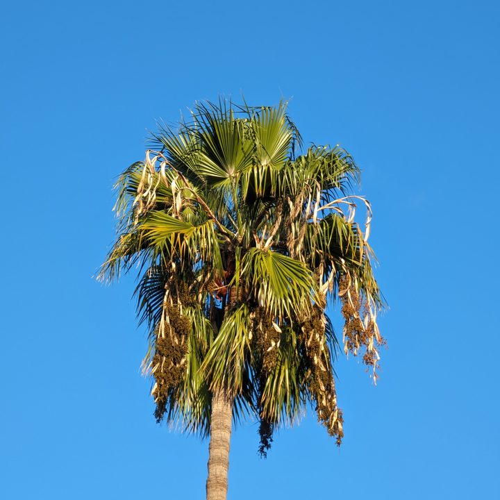 Palm tree taken with Google Pixel 8 Pro 5x telephoto.