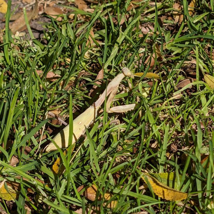 Praying mantis taken with Google Pixel 8 Pro 5x telephoto.