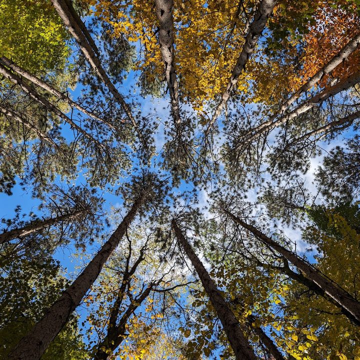 Photo looking up at the sky with many trees above, taken with the Google Pixel 8 Pro.