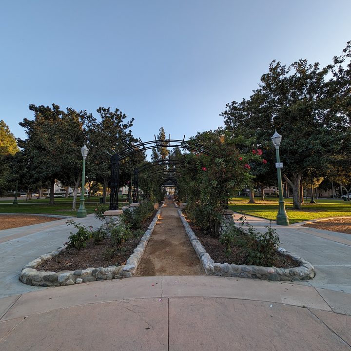 Rose garden taken with Google Pixel 8 Pro ultrawide camera.
