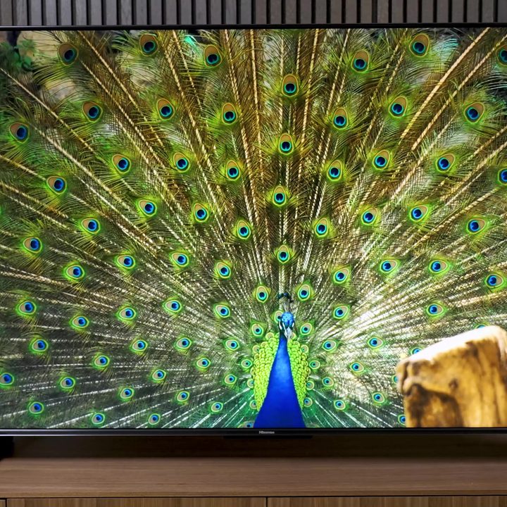 A peacock's spectacular tail feathers on display on a Hisense U7K TV.